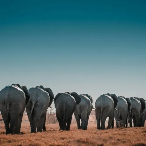 Бриллианты Намибии