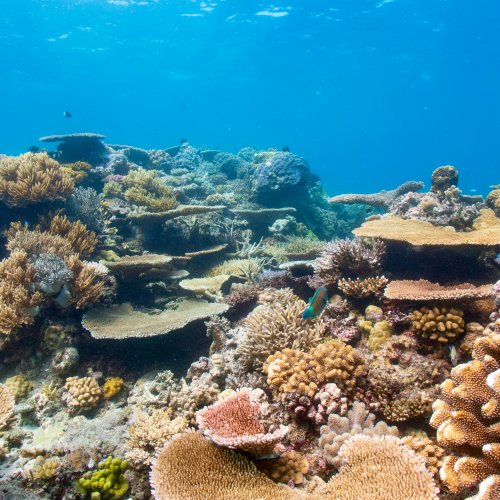 Фотография Большой Барьерный риф