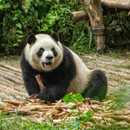 База по разведению гигантских панд в Чэнду