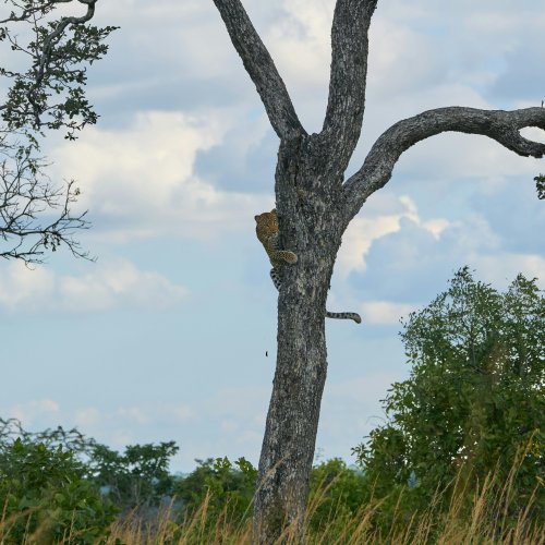 Леопард забирается на дерево в национальном парке Кафуэ (Замбия).