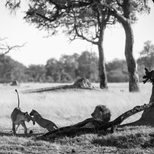 Львенок игриво борется со своей матерью, пока самец наблюдает за происходящим.