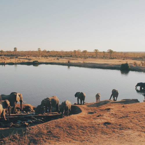 Слоны на водопое в национальном парке Хванге, Зимбабве.